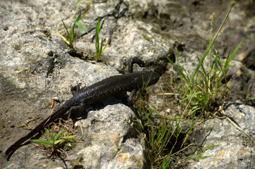 Sharp-Ribbed Salamander or Spanish Ribbed Newt (Pleurodeles waltl) walkinf to a pond, Spain
