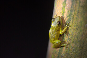 Beautiful and colorful Tawny Tree Frog or Masked Tree Frog (Smilisca puma) perched in the rainforest of Costa Rica in the night