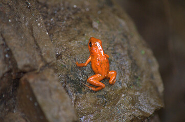 Strawberry Poison (Dart) Frog, Oophaga pumilio perched in the rainforest of Costa Rica