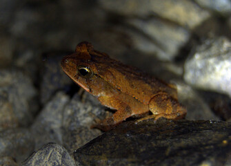 Wet Forest Toad (Incilius melanochlorus) perched in the rainforest of Costa Rica
