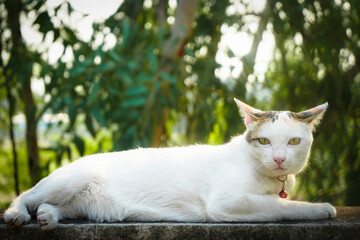 White cat on wall fence, gaze fixed ahead, showcasing its fluffy fur and captivating