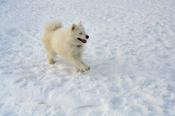 A dog of the Laika breed, capable of living at extremely low temperatures and pulling sleds with...