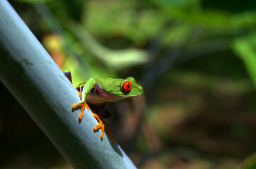 Beautiful and colorful Red-Eyed Tree Frog or Leaf Frog (Agalychnis callidryas) perched in the vegetation of the rainforest of Costa Rica