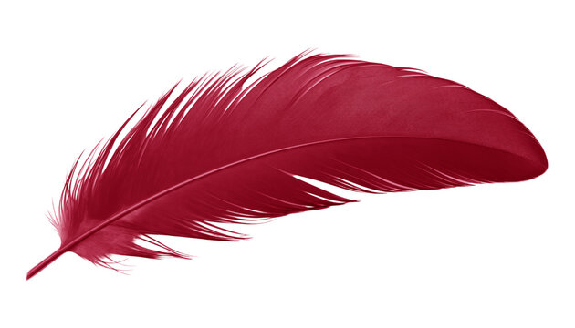 red feather isolated on transparent background cutout