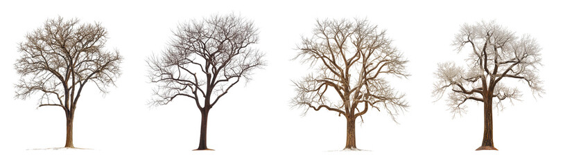 Fototapeta premium Winter trees collection with no leaves isolated on transparent or white background