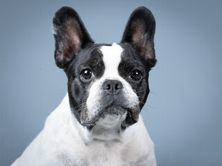 Portrait of a white French Bulldog with a black face in a photography studio