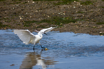 Little Egret (Egretta garzetta) with wings spread in the Foz estuary in Ramallosa, Nigran, Pontevedra, Spain