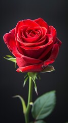 Exquisite red rose on black background
