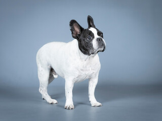 White French Bluldog with black face standing in a studio