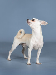 Light cream chihuahua posing in a studio