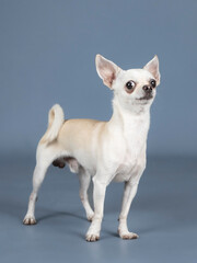 Light cream chihuahua posing in a studio