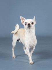 Light cream chihuahua posing in a studio