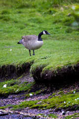 Canadian goose in Scotland, in Edinburgh, park next to Arthur's Seat mountain