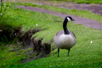 Canadian goose in Scotland, in Edinburgh, park next to Arthur's Seat mountain