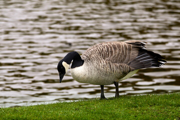 Canadian goose in Scotland, in Edinburgh, park next to Arthur's Seat mountain