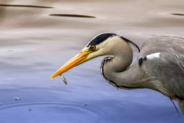 Grey Heron, Ardea cinerea, hunting in the lake, it has just caught a small fish.