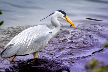 Grey Heron, Ardea cinerea, hunting in the lake, it has just caught a small fish.