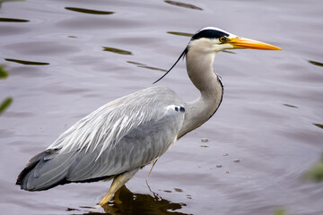 Grey Heron, Ardea cinerea, hunting in the lake.