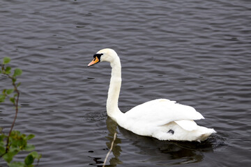 Fototapeta premium White Swan on the lake in Edinburgh Scotland, near Arthur's Seat. Seagull in background.