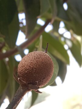 Manilkara zapota fruit or sapodilla sapote, chicozapote, chicoo, chicle, naseberry, nispero, or soapapple or chiku fruit 