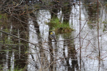 yellow wagtail sitting on a branch above the water