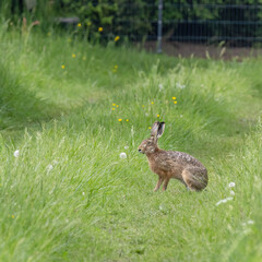 Obraz premium Feldhase