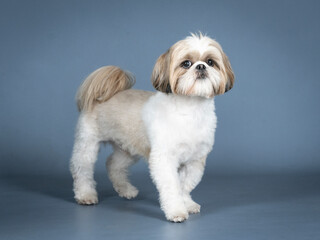 Shih tzu standing in profile in a photography studio