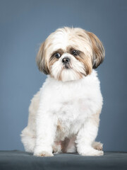 White and brown shih tzu sitting in a photography studio