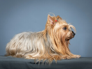 brown and silver yorkshire terrier lying in a photography studio