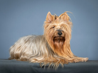 brown and silver yorkshire terrier lying in a photography studio