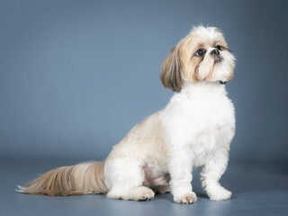 White and brown shih tzu sitting in a photography studio