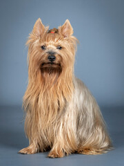 Brown and silver yorkshire terrier standing in a photography studio