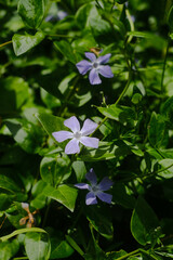 Flowers in the Garden