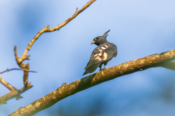Black baza (Aviceda leuphotes) bird perched on a branch.