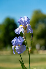 close up of purple violet flower blooming in the spring in the park of schloss charlottenburg in berlin on a sunny day