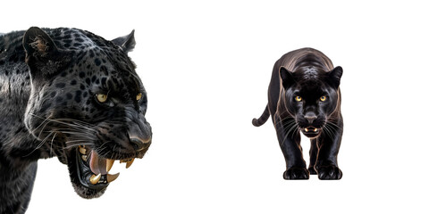 Black panther on the prowl: Close up, half body, and full body set of an aggressive beast, Isolated on Transparent Background, PNG