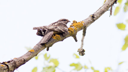nightjar bird on a branch