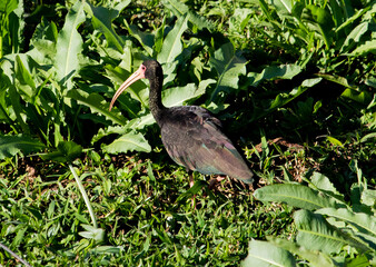 Ibis in the marsh