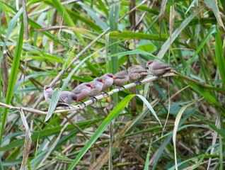 beautiful birds perched