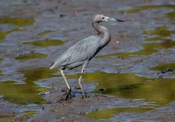blue heron