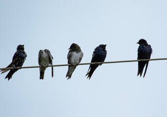 swallows in the wire