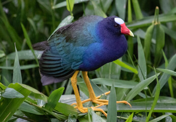 Purple Gallinule