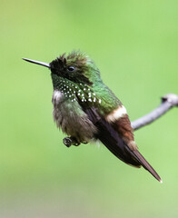 hummingbird on a branch