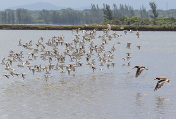 flock of seabirds