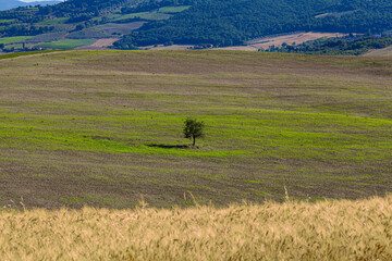 Naklejka premium Solitary tree in the agricultural land of Val D’Orcia, Tuscany, Italy