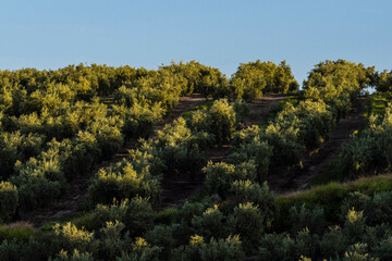 olive trees , Quesada, Natural Park of the Sierras de Cazorla, Segura and Las Villas, Jaén province, Andalusia, Spain