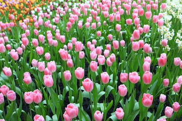 Beautiful tulips in the selected cool season dome using cool waste from the regasification process at its liquefied natural gas (LNG) receiving terminal in Rayong.
FLORA EXHIBITION HALL ,Thailand 