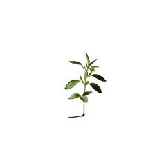 Obraz premium plant isolated on white