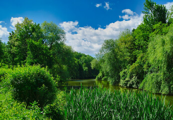 Summer landscape, the river in the park, tree in the park