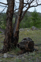 Close up tree trunk and a felled stump, damaged by a forest fire in the taiga, with larches, mountains and rocks on background. Tree bark after the fire. Natural disasters consequences. Vertical shot